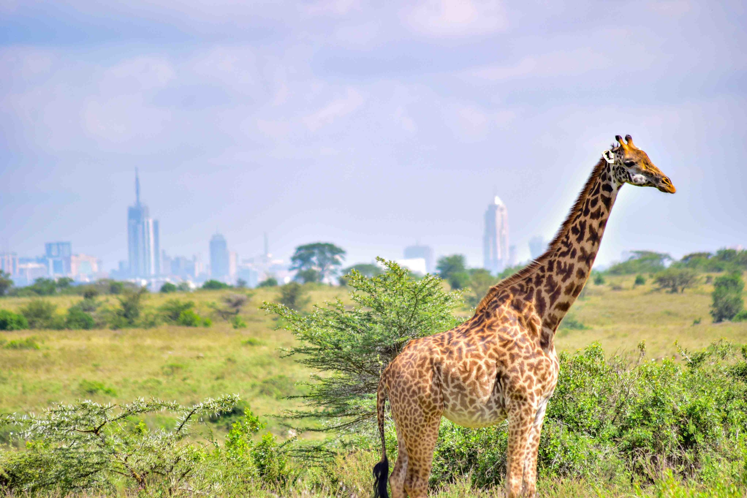 Nairobi Maasai Mara 3-Day Wildlife Safari with Game Drives