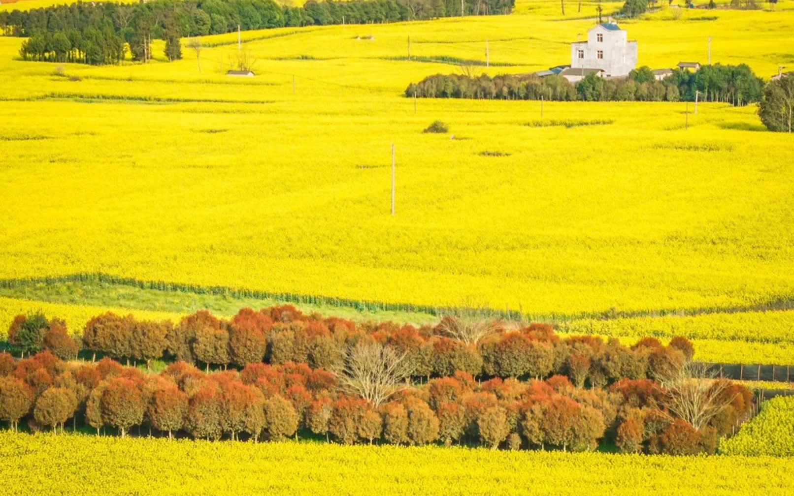 6-Day Tour of Yunnan Luoping Canola Flowers, and Yuanyang Terraces