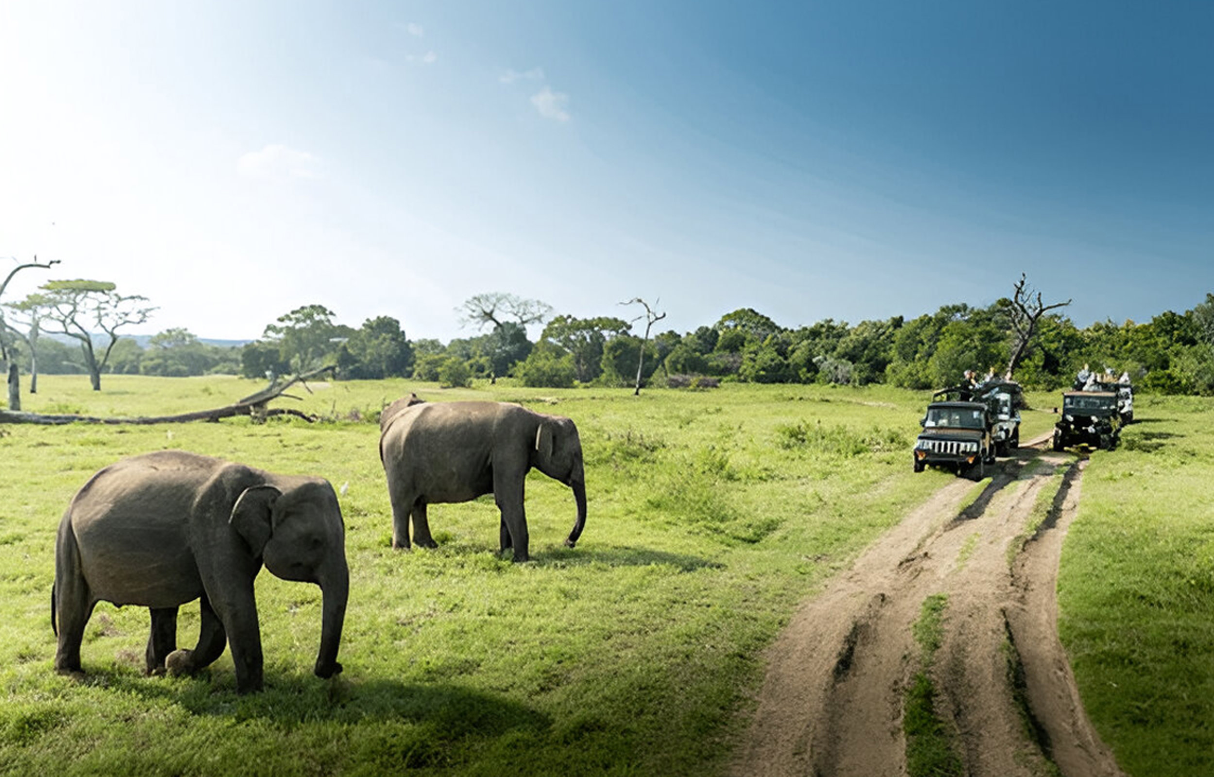 Private Tour from Weligama to Ella with Udawalawe Safari