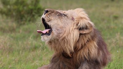 Full-Day Addo Park & Giraffe Walk Safari