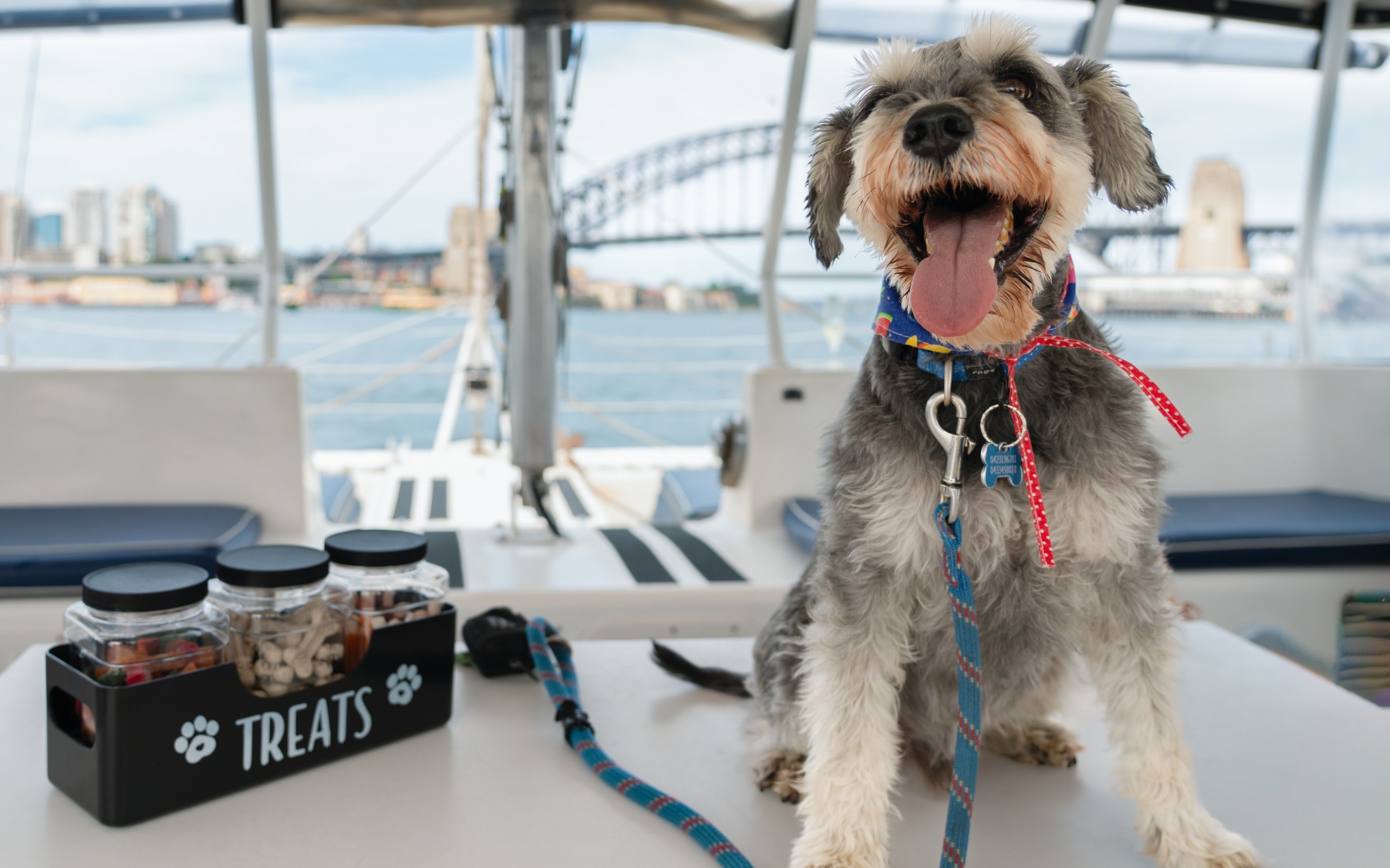 Sydney's 1st Dog Friendly Harbour Cruise: Dogs on Deck