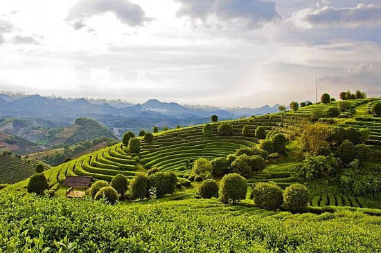 Yangshuo Private Half-Day Tour to Tea Plantation and Xianggong Hill