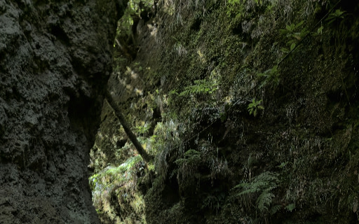 漫步島嶼，穿越神秘的月桂森林與長滿青苔的峽谷。