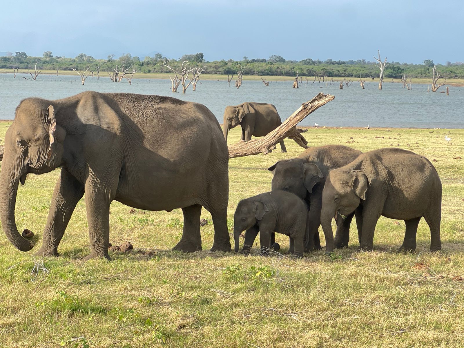 Safari jeep ride through the park
