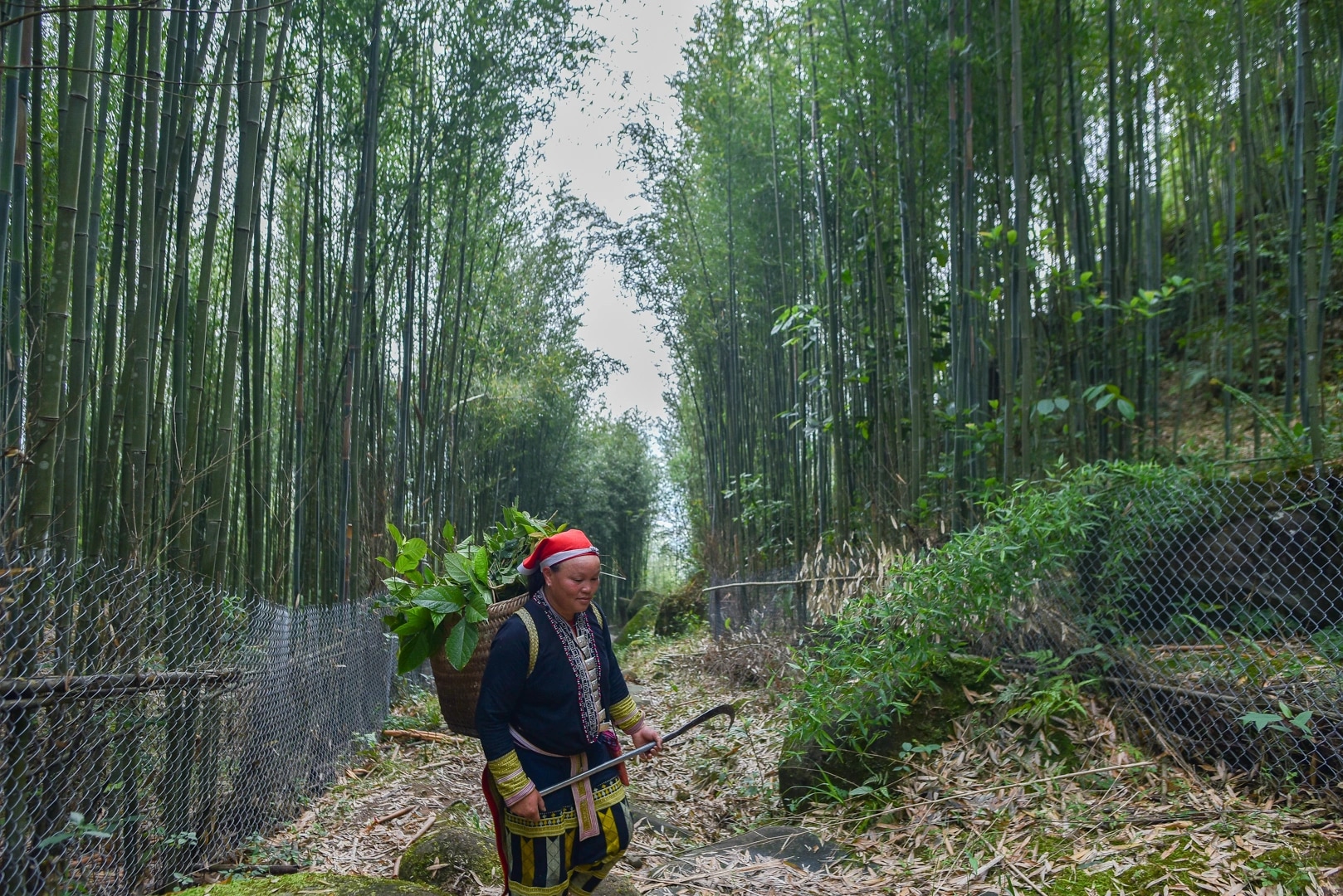 沙巴：紅瑤族草藥足浴和採葉之旅