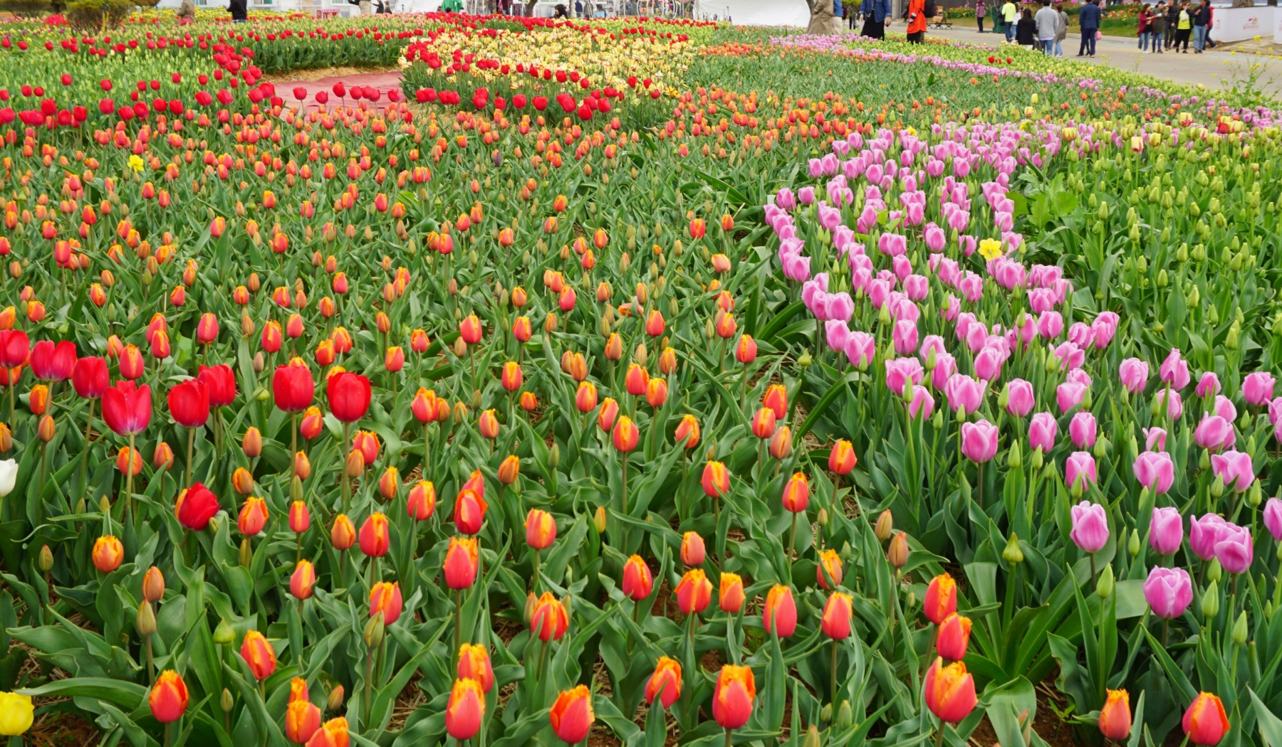 2024 [Spring] Taean Tulip Festival and Flower Park Day Tour