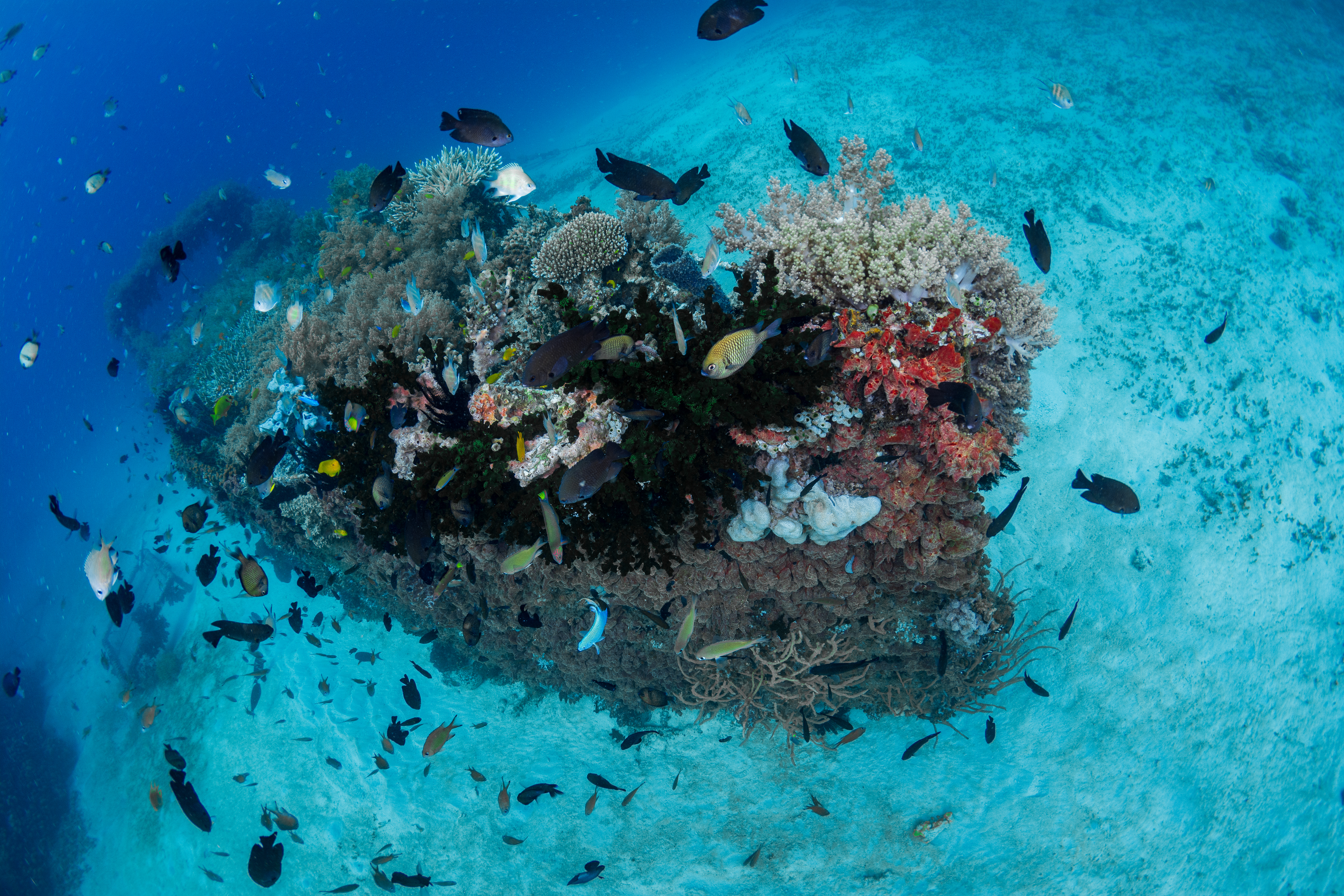 峇里島 PADI 潛水中心進階開放水域潛水員課程