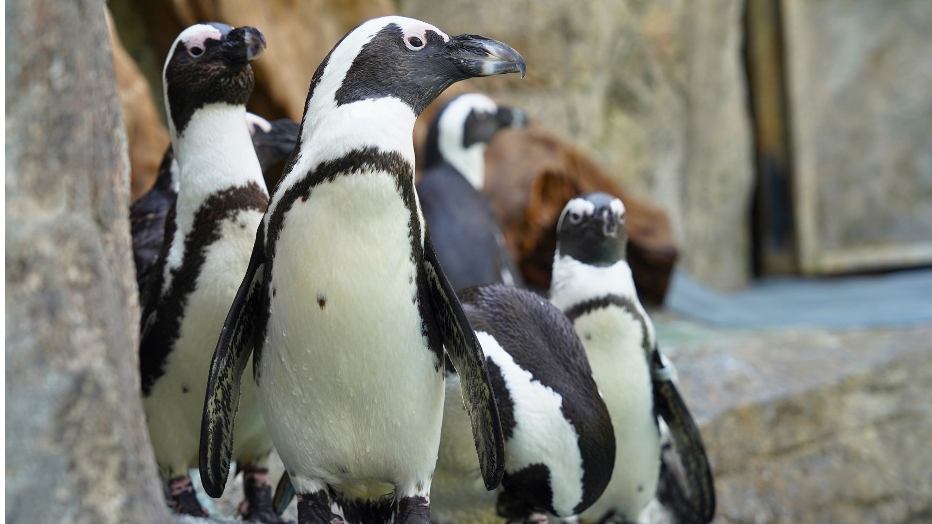 在秋海棠花園與可愛的企鵝相遇,這些活潑的小動物為您的旅程增添獨特的樂趣。 在秋海棠花園與可愛的企鵝相遇,這些活潑的小動物為您的旅程增添獨特的樂趣。