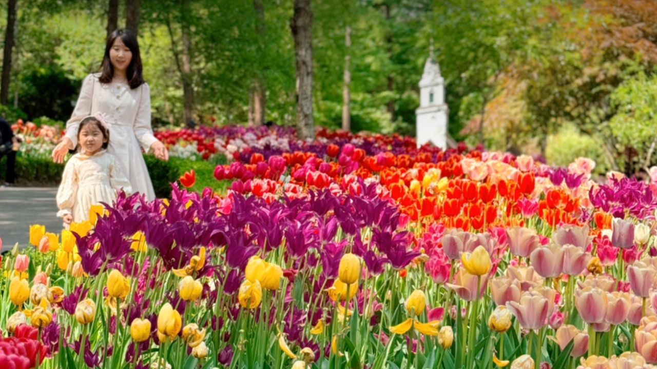 Discover serenity at Garden of Morning Calm, a picturesque garden showcasing beautiful lights, blooms and tranquil landscapes