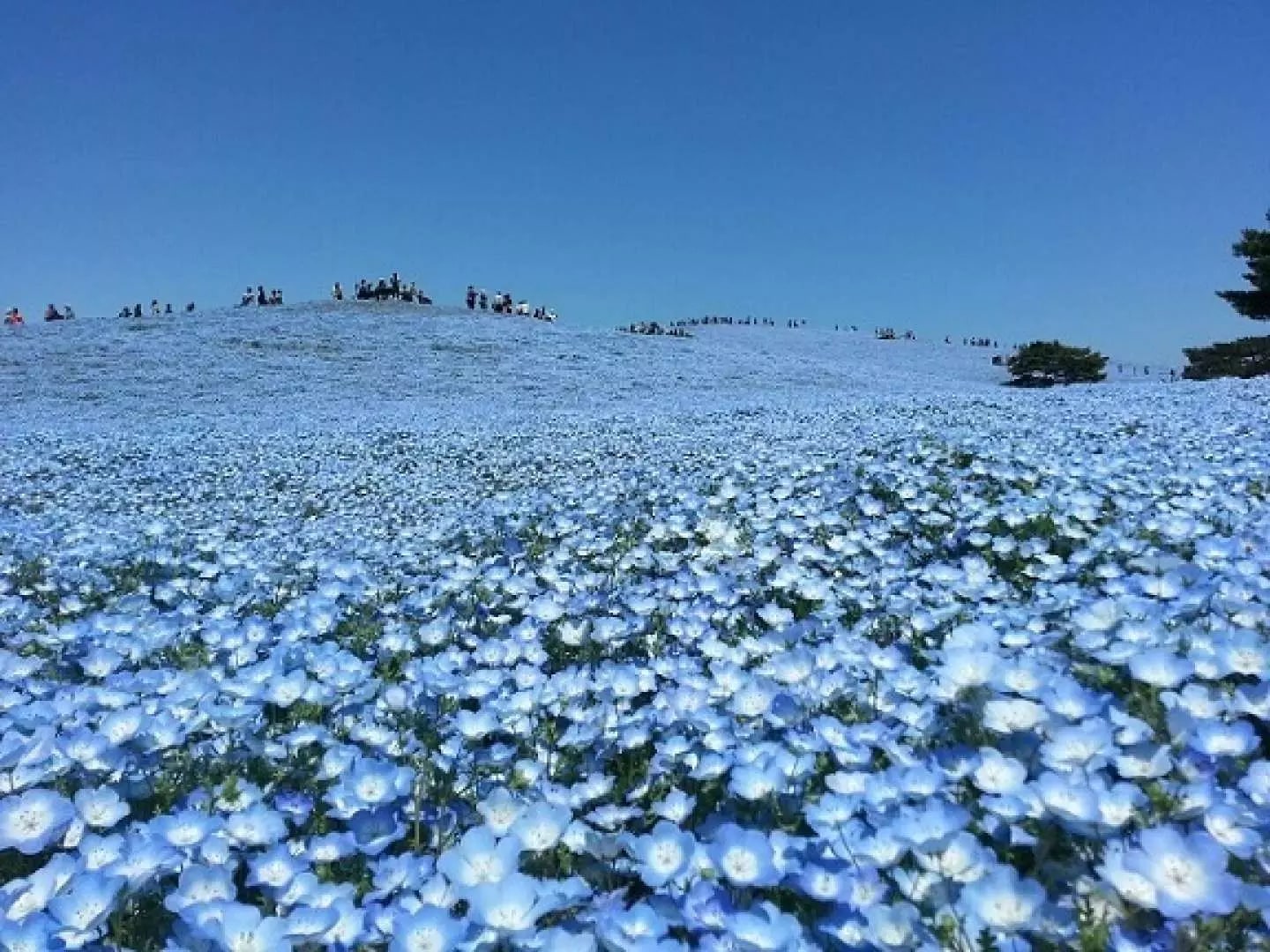 花色淡藍清新,花形小巧可愛。每年春季盛開時,大片粉蝶花隨風搖曳,宛如藍色波浪般鋪滿大地,與藍天相互呼應,形成療癒而夢幻的花海景觀。 花色淡藍清新,花形小巧可愛。每年春季盛開時,大片粉蝶花隨風搖曳,宛如藍色波浪般鋪滿大地,與藍天相互呼應,形成療癒而夢幻的花海景觀。