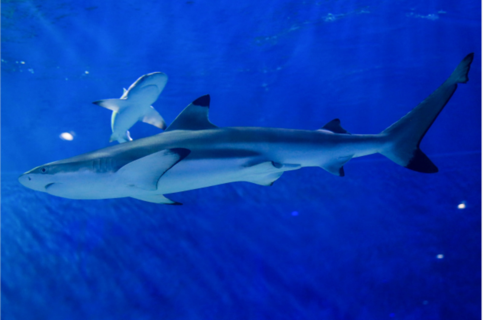 南寧極地海洋世界