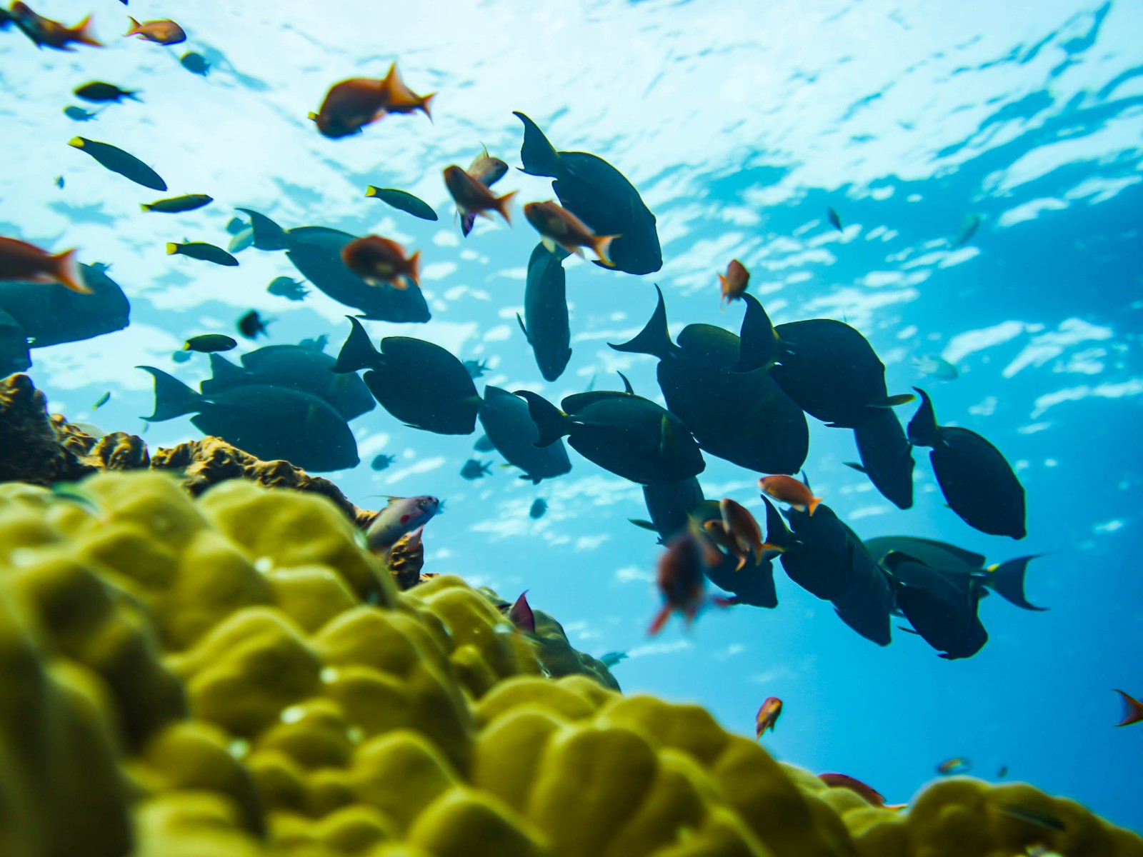 觀賞魚類 觀賞魚類