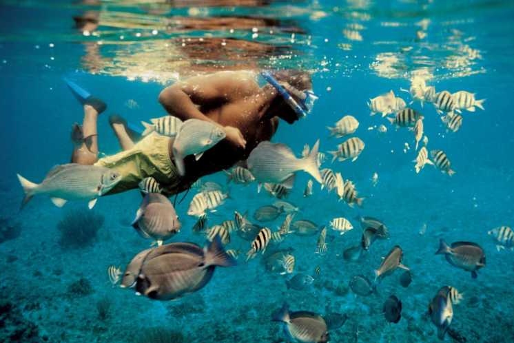 snorkeling dimaniyat