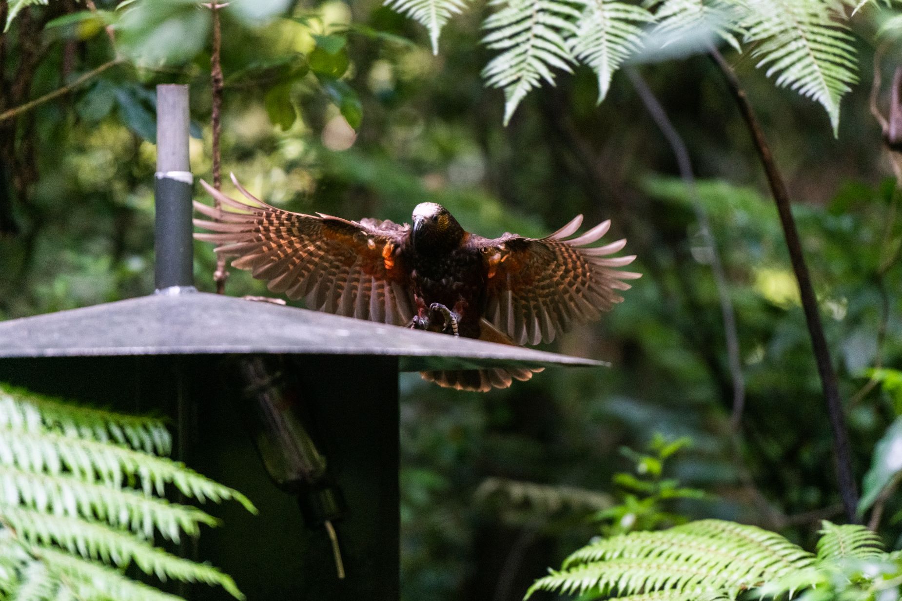 Sanctuary Mountain Maungatautari Guided Walk