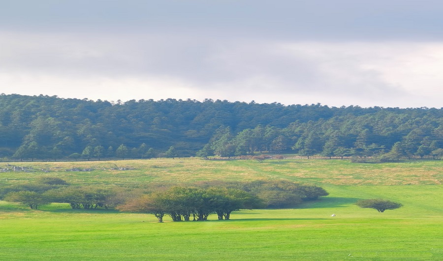 仙女山國家森林公園