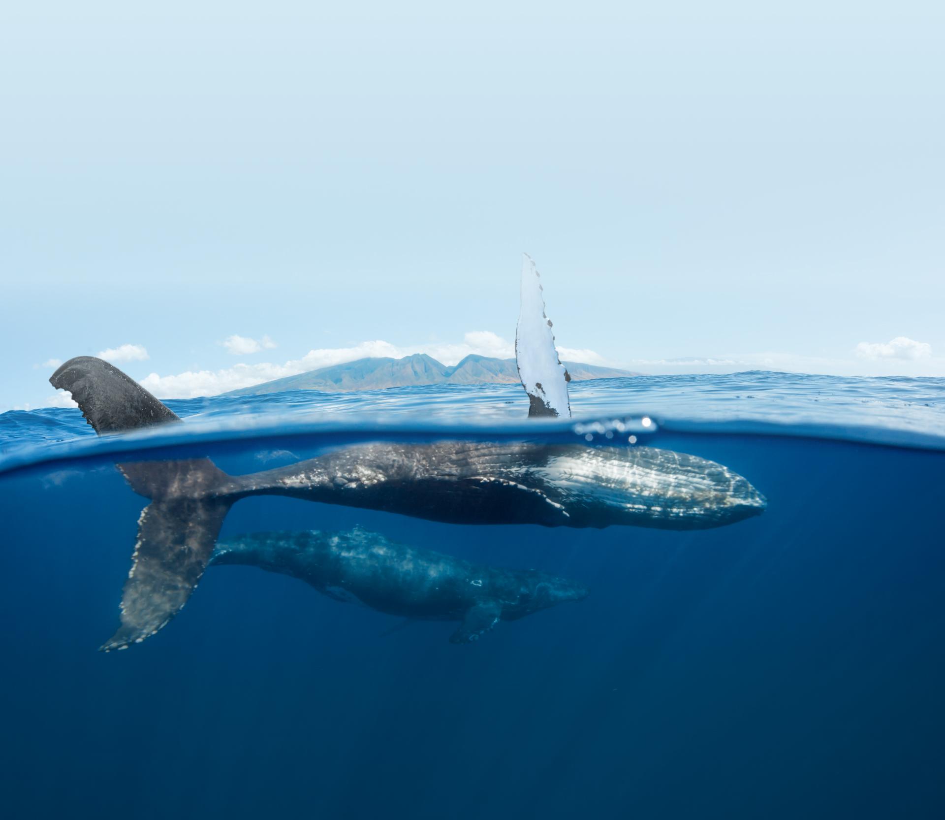 在水上和水下都能一睹雄偉鯨魚的風采，還能享受浮潛樂趣，並搭乘帆船欣賞美麗的日落。
