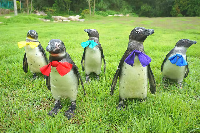 Tohoku Safaripark Admission Ticket