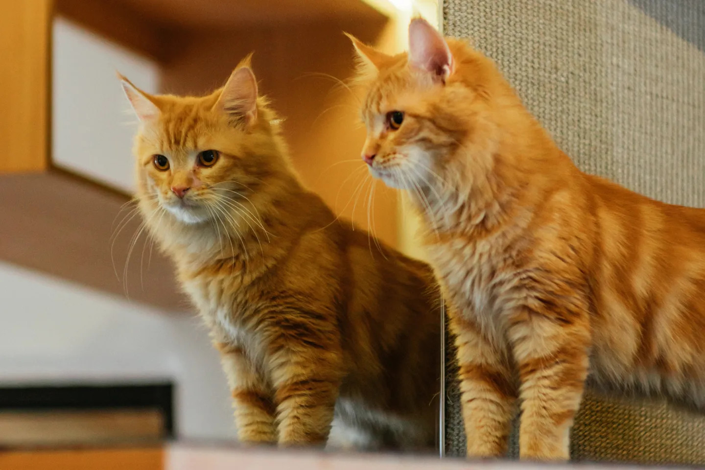 與這些毛茸茸的朋友們，一同萌度加倍！