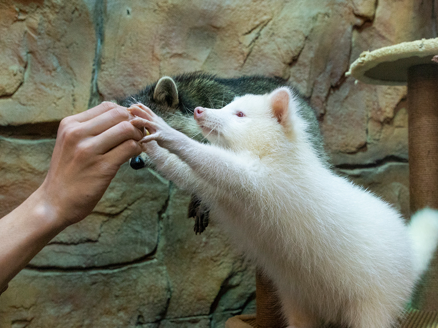 深圳野恩動物樂園（龍崗萬達廣場店）能摸、能抱、投餵互動、零距離接觸萌寵