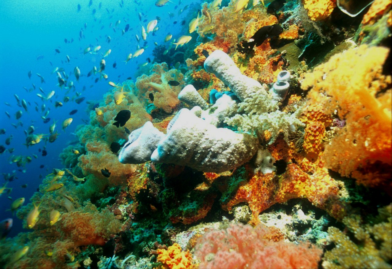 莫阿爾博阿爾（Moalboal）珊瑚礁5次潛水套餐（PADI五星級潛水中心）