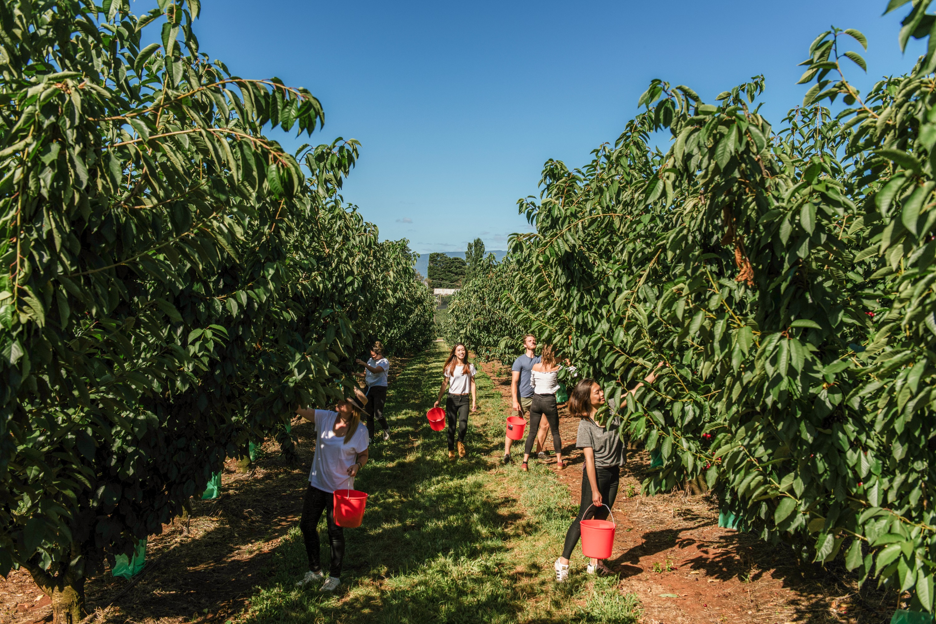 澳洲櫻桃山果園採櫻桃體驗