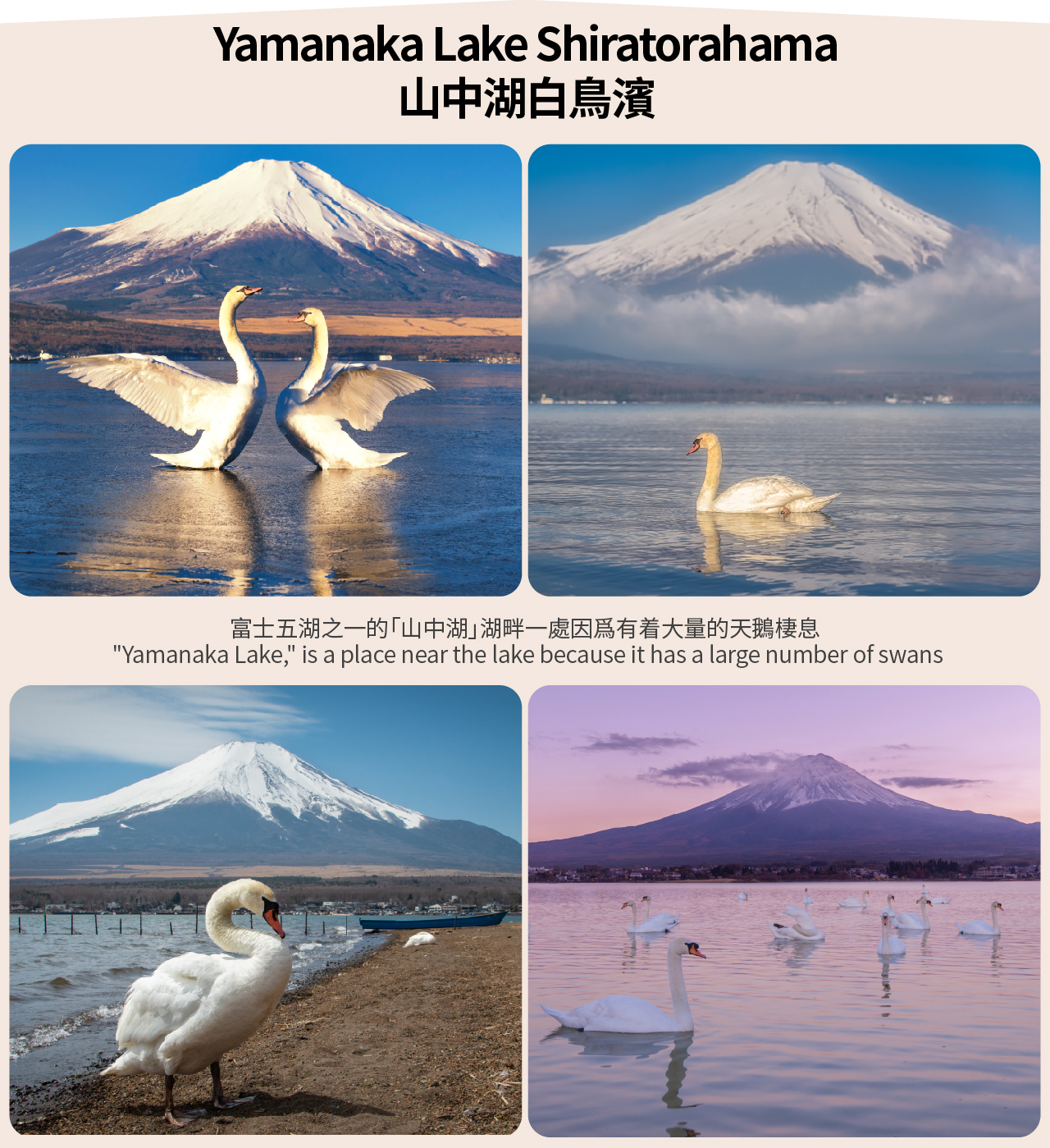 【富士三湖】河口湖&山中湖&精進湖&抱子富士&網紅天梯小鎮&忍野八海一日遊（東京出發）