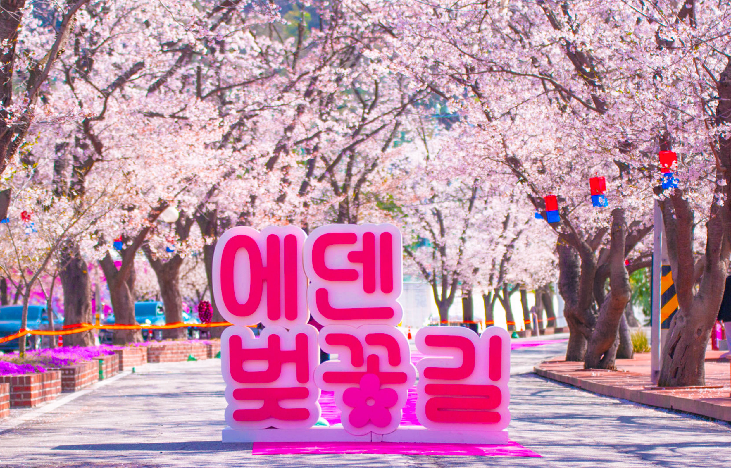 Spring Only:Eden Cherry Blossom Road,Sheep Farm&Strawberry Picking