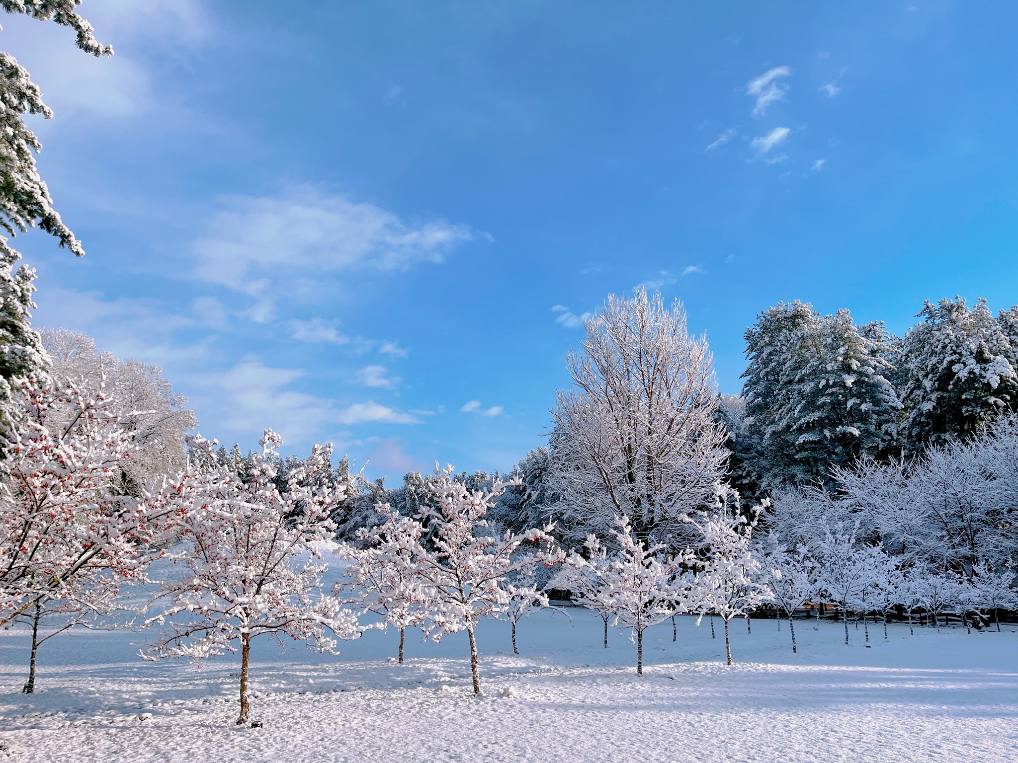 湛藍的天空與南怡島的皚皚雪原交相輝映。 湛藍的天空與南怡島的皚皚雪原交相輝映。