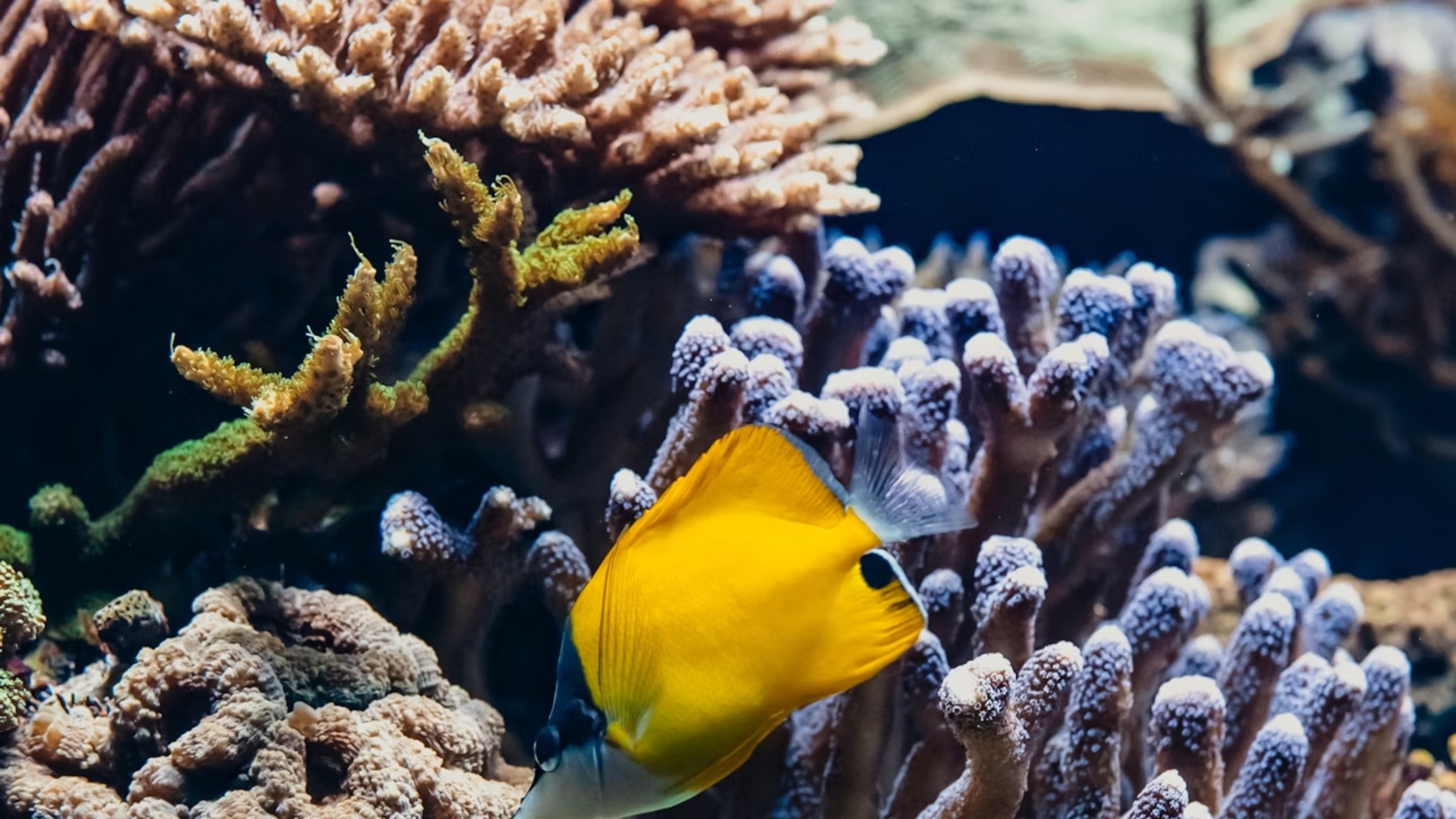 里昂水族館 (Aquarium of Lyon) 門票