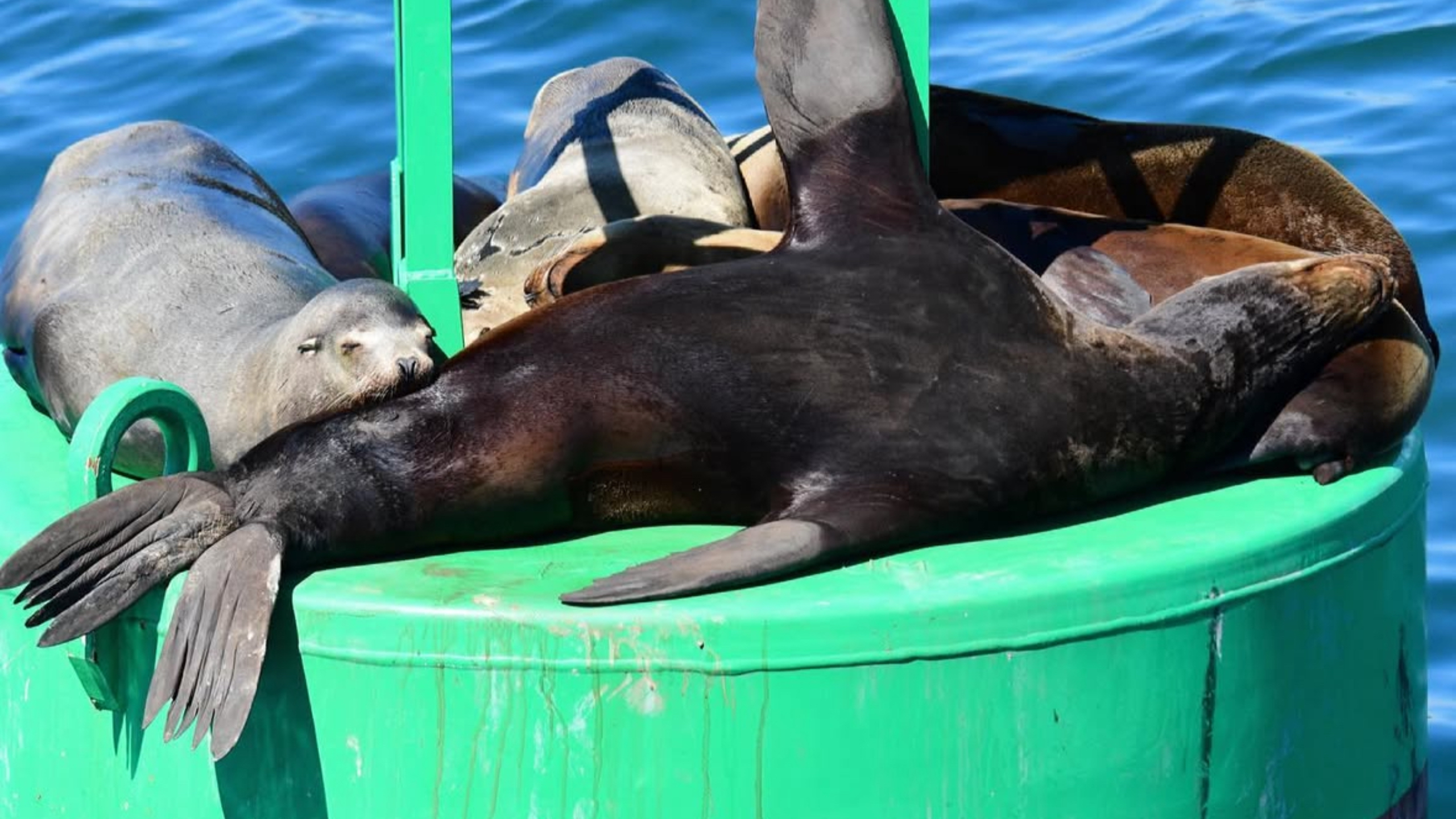預訂此海港之旅，僅需15美元即可開啟經濟實惠的冒險