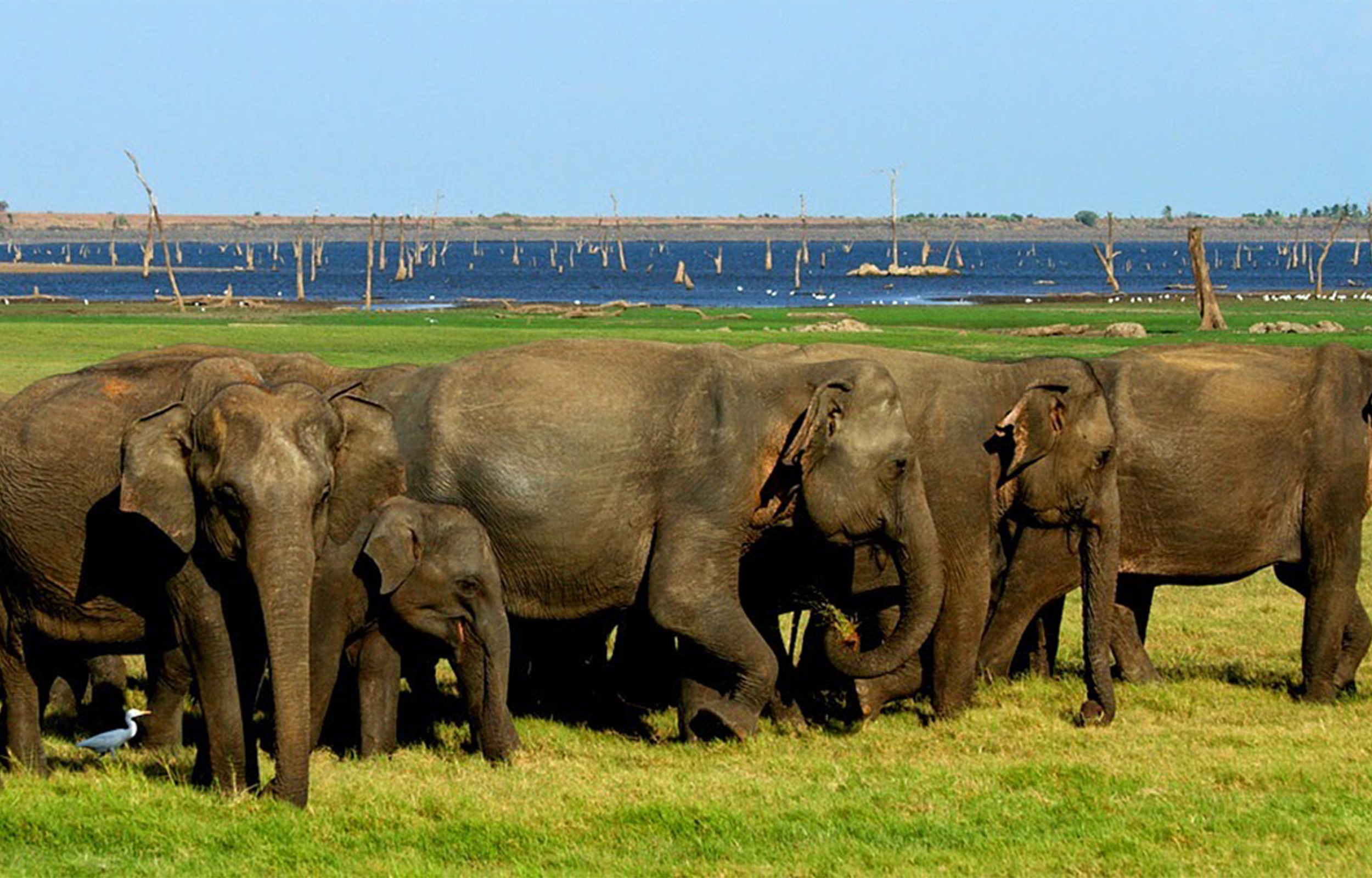 Minneriya National Park Private Safari