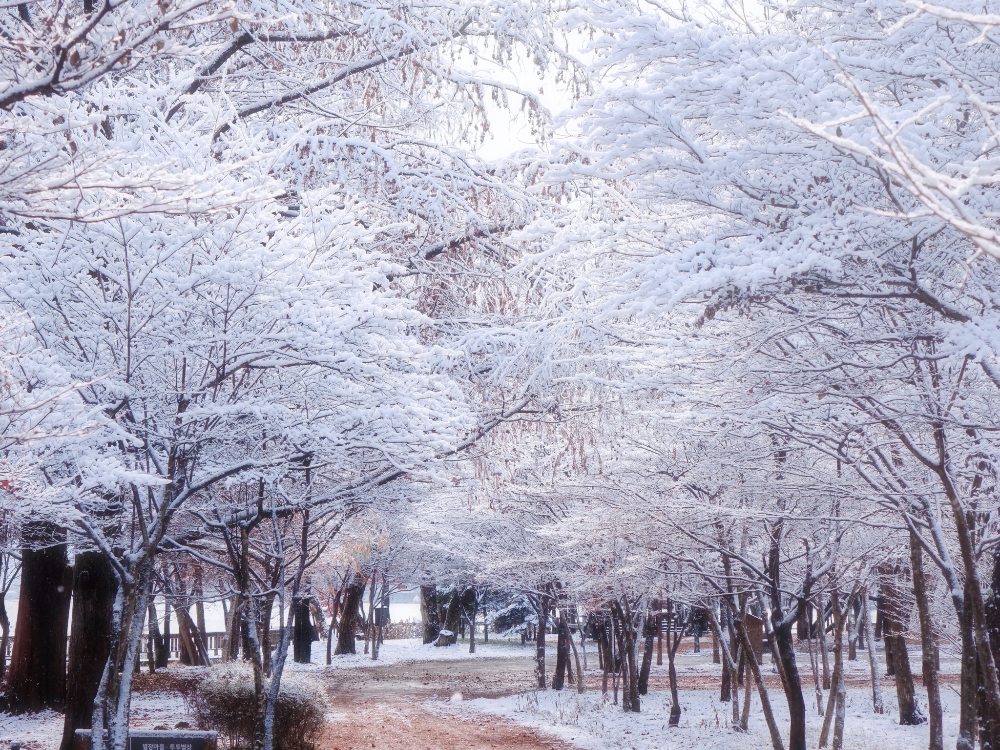 南怡島是韓國的熱門旅遊目的地，以其美麗的林蔭道、迷人的風景和浪漫的氛圍而聞名。