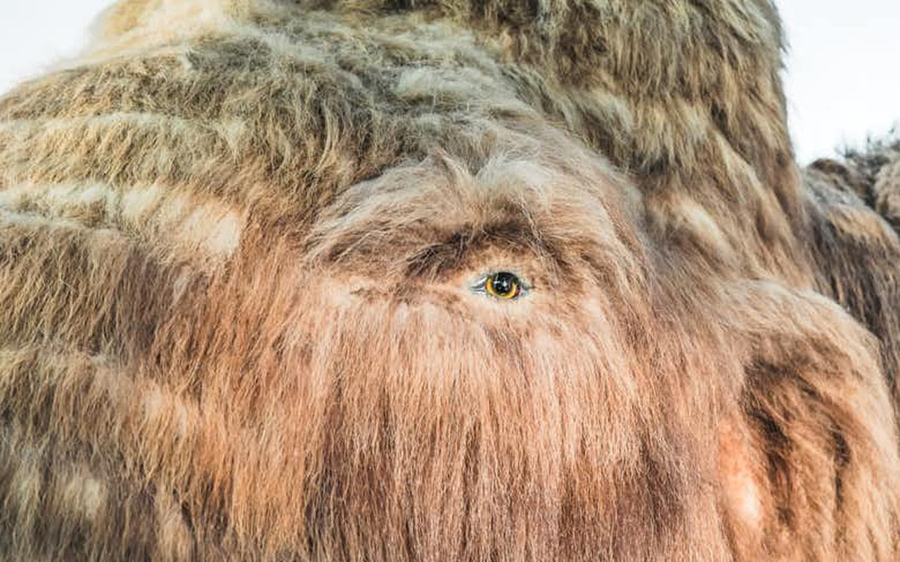 近距離欣賞長毛象令人驚嘆的紋理和栩栩如生的細節。