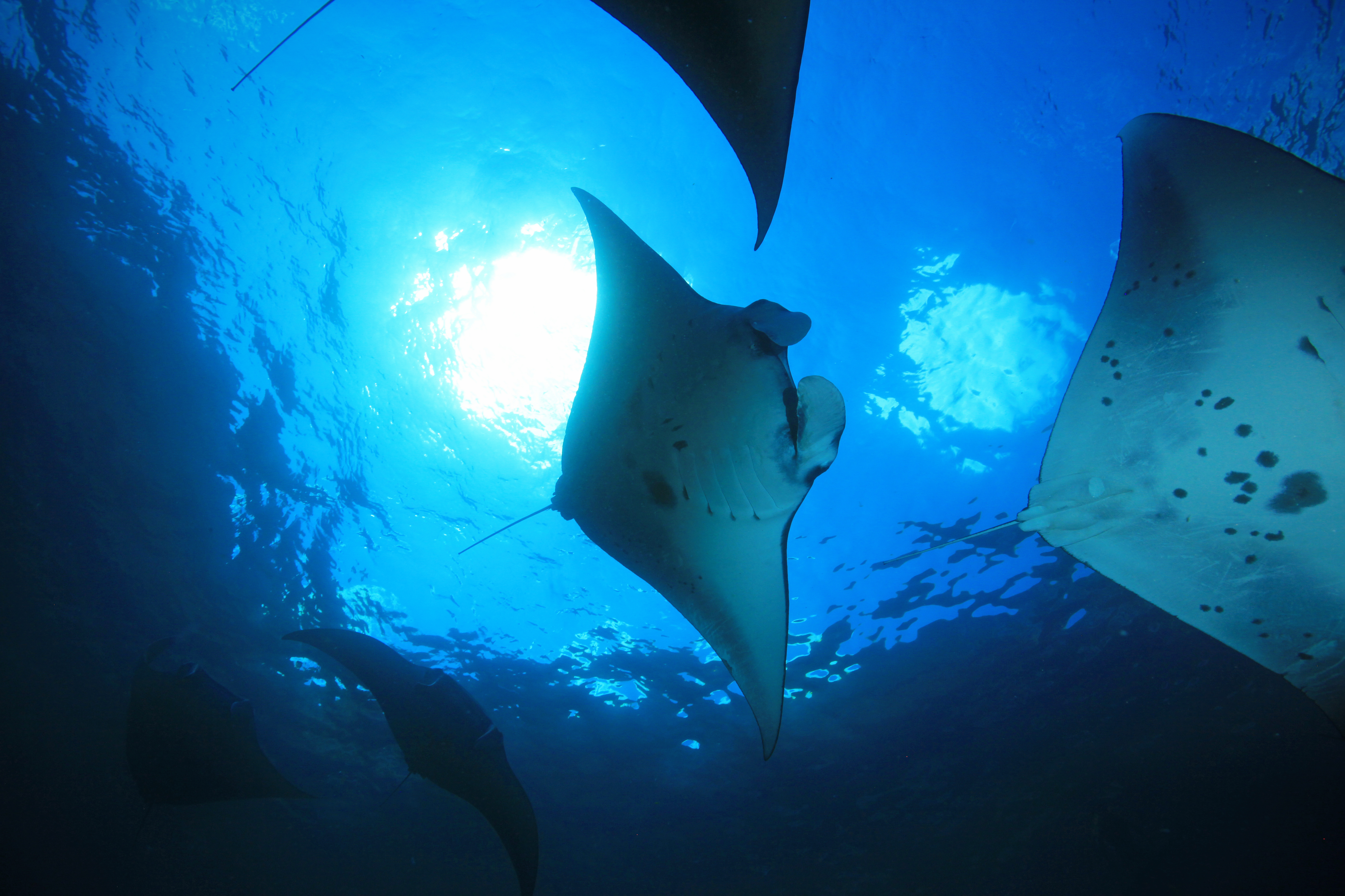 PADIファンダイビング（ペニダ島 / PADI 5 Star Dive Center提供）