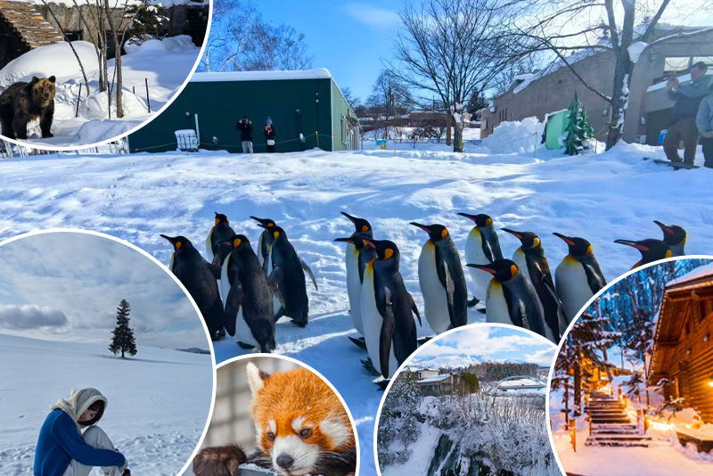 北海道｜旭川動物園&網紅美瑛樹&白鬚瀑布&精靈露臺一日遊（札幌出發）