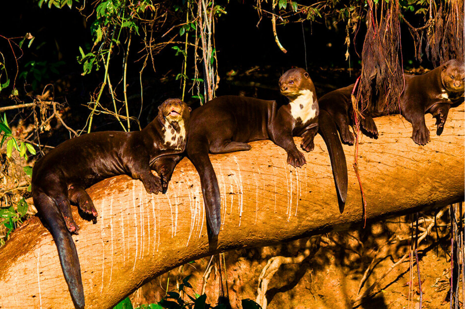 Cusco Manu National Park 6-Day Wildlife & Nature Tour