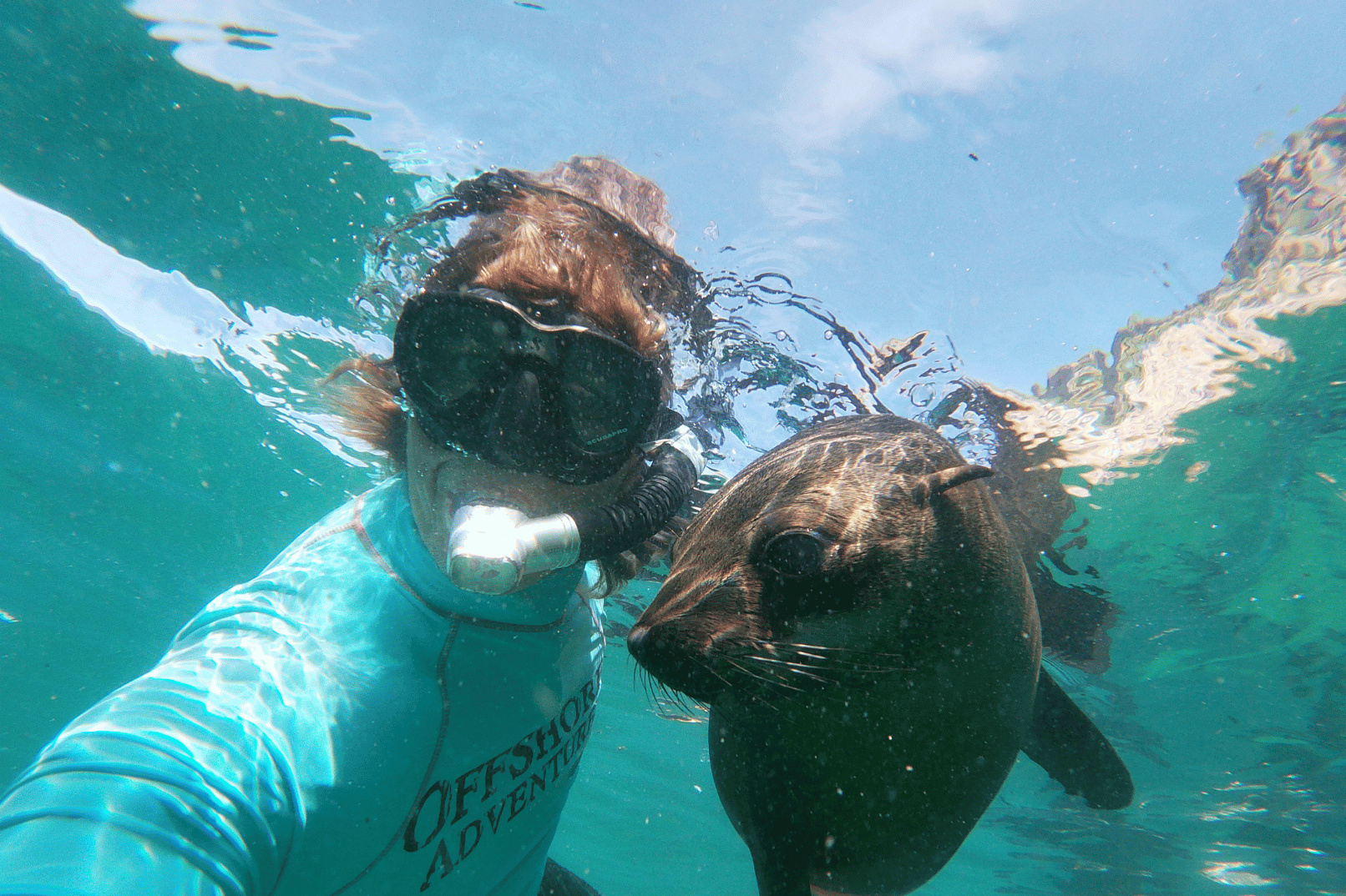 Swim with Seals or Seal Viewing Tour 