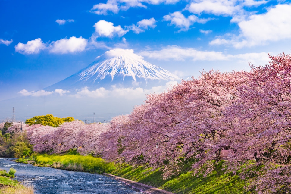 樱花季限定｜富士山本宫浅间大社＆龙岩渊＆岩本山公园一日游｜东京出发