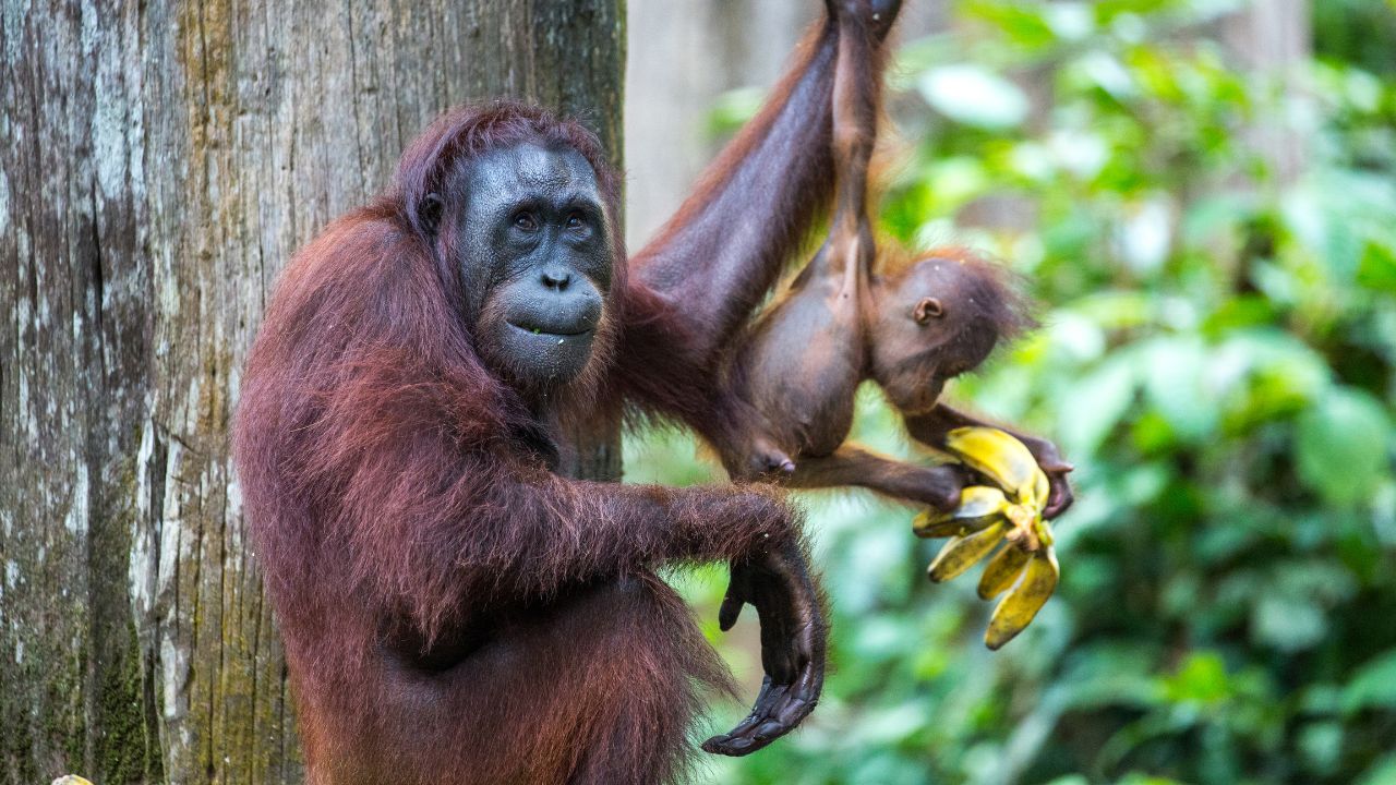 A close-up of an orangutan with a young one holding bananas. The setting appears to be a lush forest or sanctuary, showcasing the bond between the two.