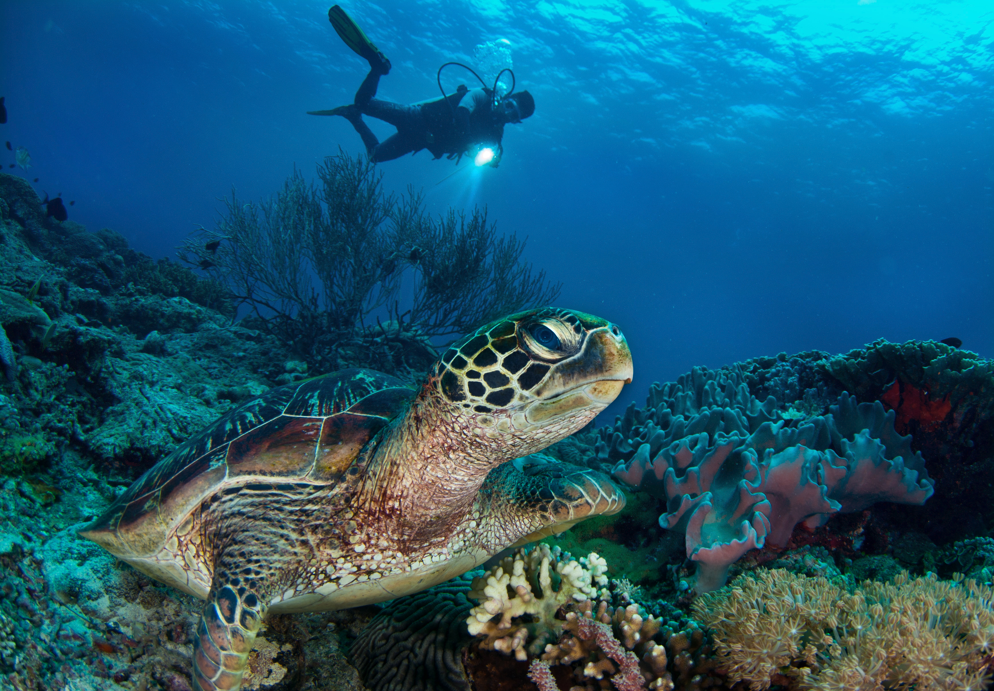 內格羅斯島 PADI 五星潛水中心初學者潛水課程