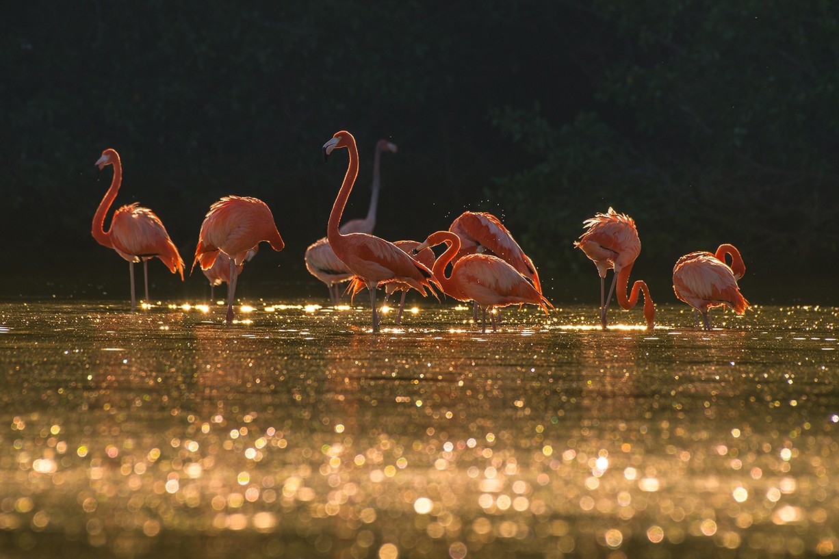 Explore Celestun Nature Reserve with a Guided Tour in Mexico