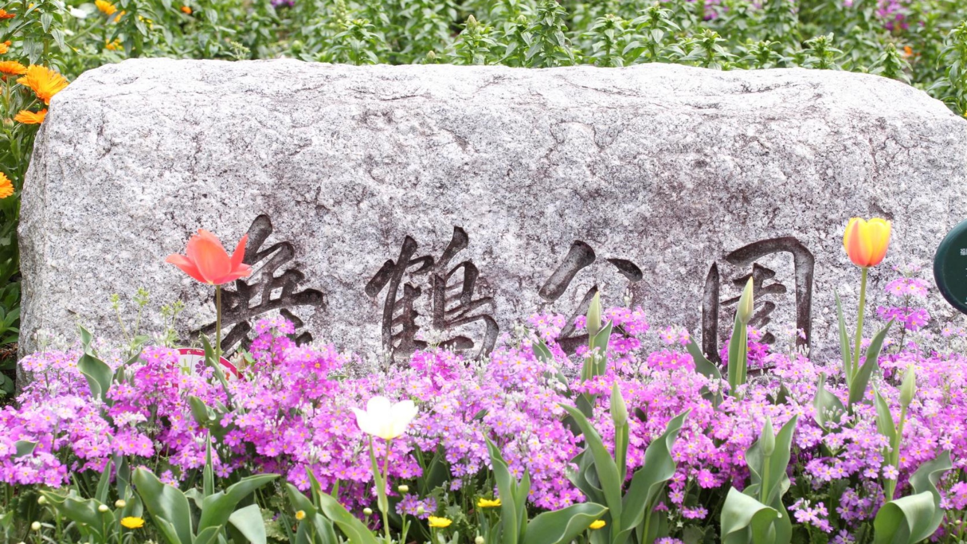 位於福岡城遺址內的都市公園,以春季約1000株櫻花聞名。園內種植染井吉野、枝垂櫻等19個品種,櫻花時節古城牆與護城河倒映粉櫻,形成獨特的歷史與自然景觀。登上天守臺可俯瞰整片花海,是福岡最具代表性的賞櫻勝地。 位於福岡城遺址內的都市公園,以春季約1000株櫻花聞名。園內種植染井吉野、枝垂櫻等19個品種,櫻花時節古城牆與護城河倒映粉櫻,形成獨特的歷史與自然景觀。登上天守臺可俯瞰整片花海,是福岡最具代表性的賞櫻勝地。