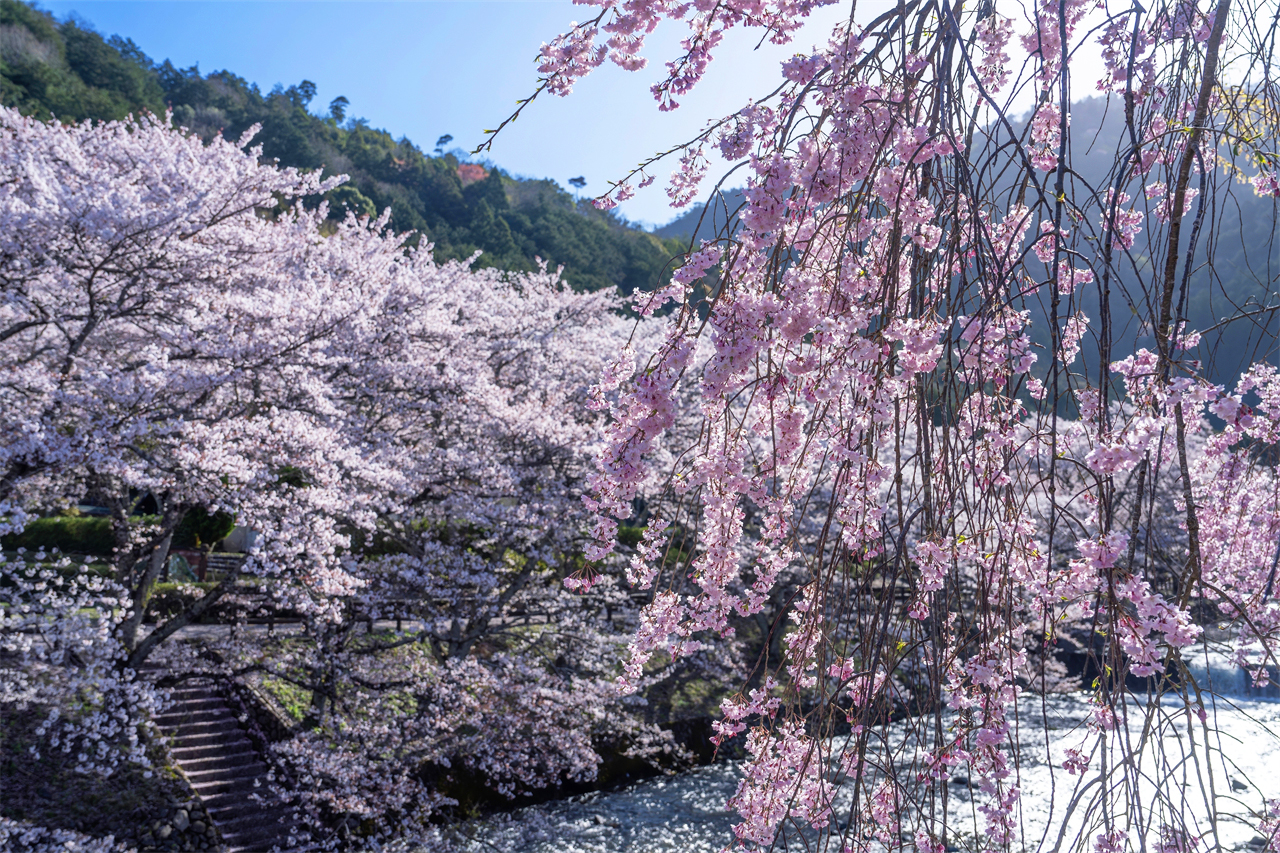 櫻花季限定-京都伏見稻荷大社/十石舟乘船·背割堤·七古川柔和之道賞櫻一日遊(大阪/京都出發)