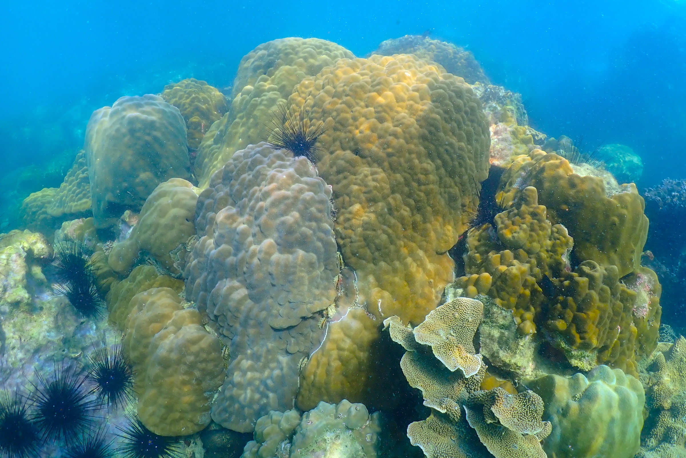 浮潛探索海底天堂，欣賞色彩繽紛的魚群和珊瑚。
