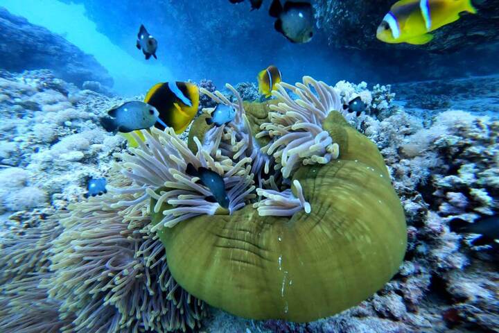 扎伊納營地沙姆沙伊赫紅海海灘 (Port ghalib : Sharm EL-Lole Beach  Zaina Camp)