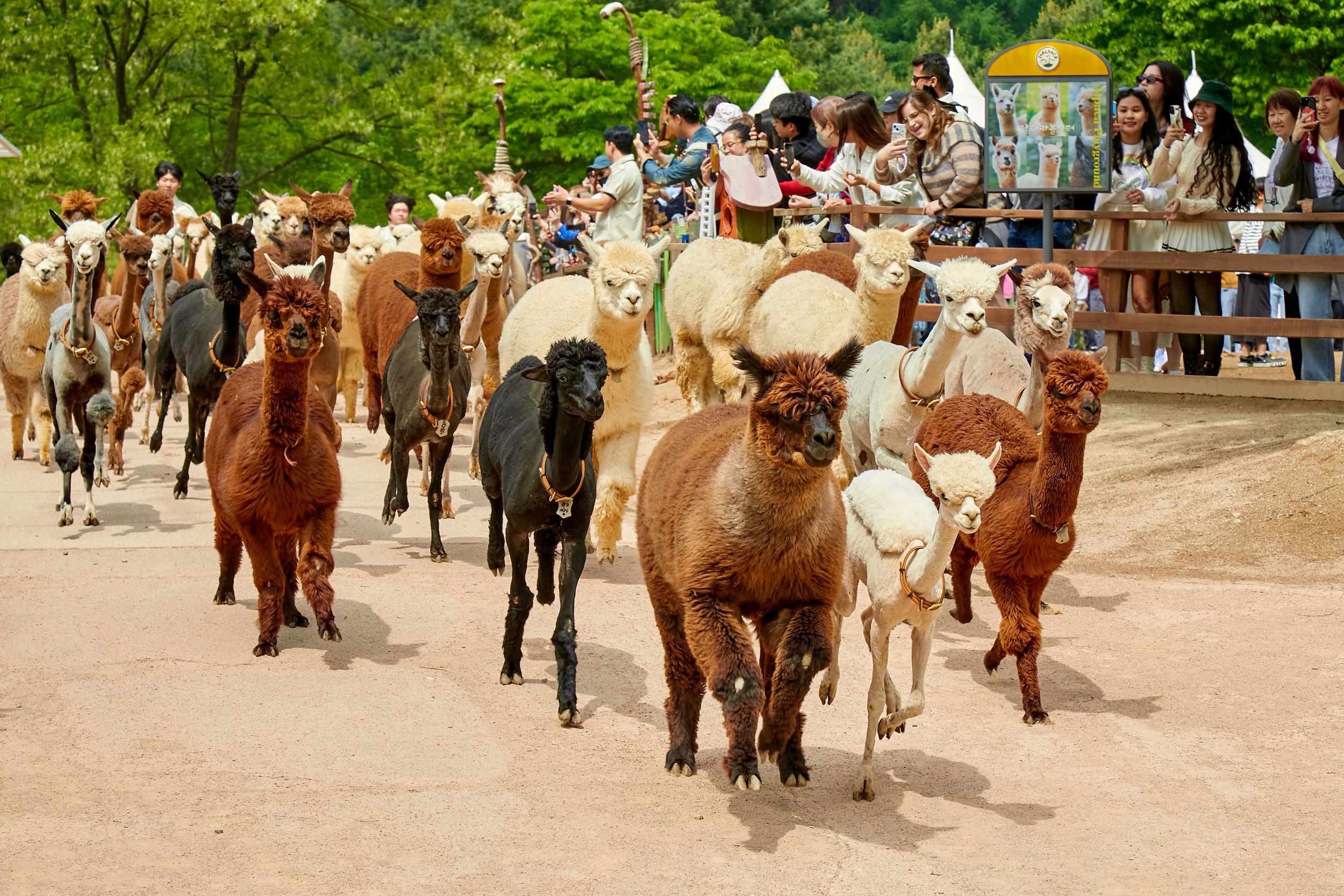 一群草泥馬在翠綠的山坡小徑上自由漫步。 一群草泥馬在翠綠的山坡小徑上自由漫步。