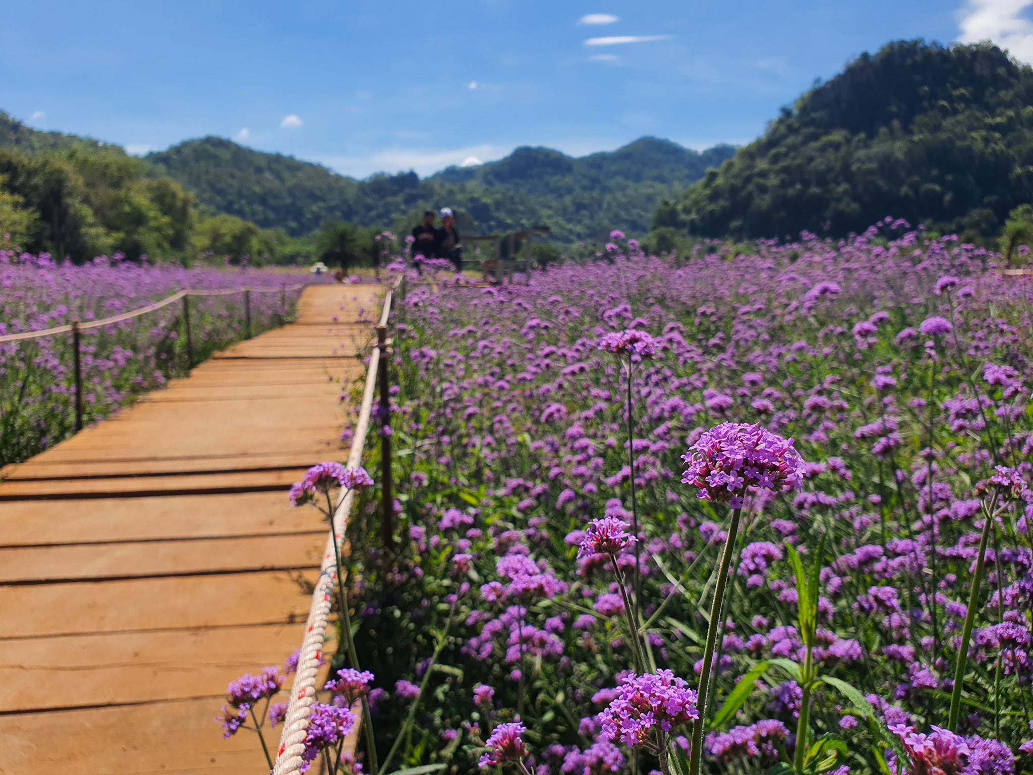 從曼谷出發：考艾藝術樹度假村（Khao Yai Art Tree Resort）私人接送