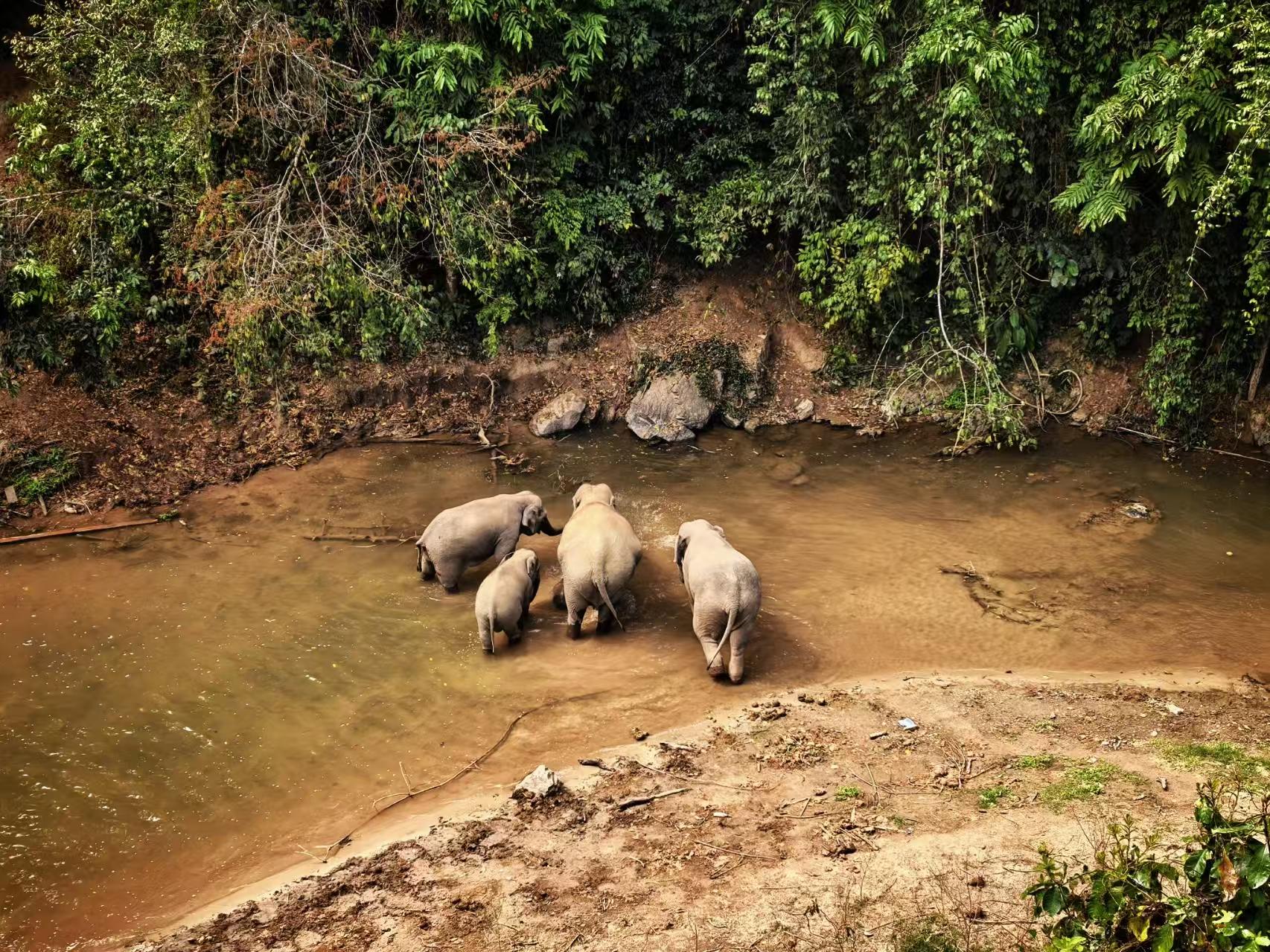 野象谷為亞州象等野生動物提供了最適宜生長，繁衍的棲息之地。現存亞州象近 300 頭，野象三五成群經常出沒在河邊、密林，甚至到公路上徜徉，踱到人們視野內覓食、飲水、洗澡、散步、嬉戲