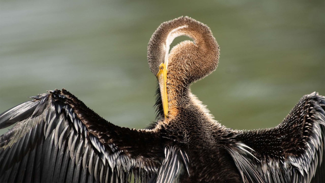 Bharatpur Bird Sanctuary Overnight Tour from Delhi