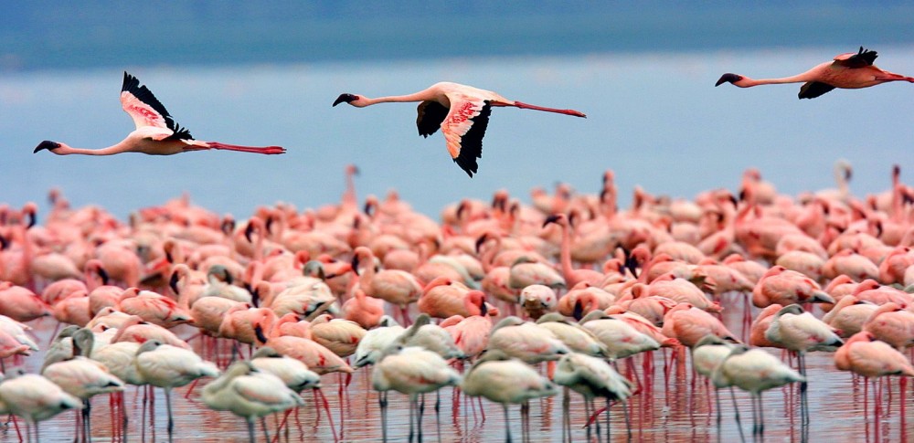 Explore Kenya's Top Parks on a 7-Day Budget Safari – Group Tour 